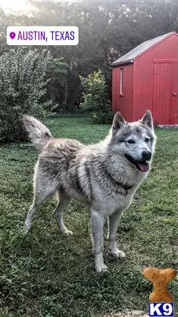 Wolf Dog stud dog